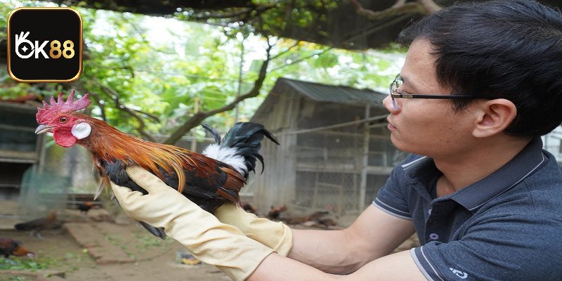 Kỹ thuật nuôi gà rừng khỏe mạnh, khoa học